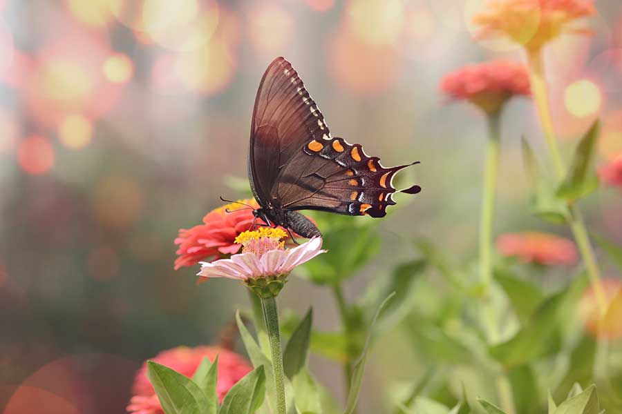 You are currently viewing Nurturing the Bond Between Humans and Nature